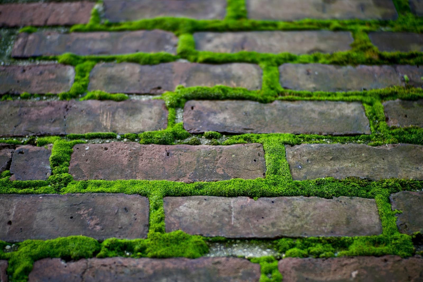 Close-up van rode klinkers waar dik groen mos volledig uit de voegen is gegroeid.